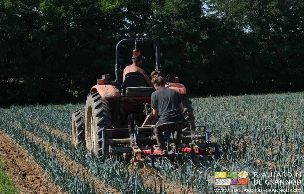 photo de bineuse guidée au travail dans le carré de poireau avec les doigts souples