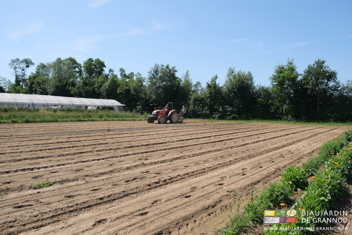 photo lointaine sous ciel bleu du premier binage de précision du carré de carotte