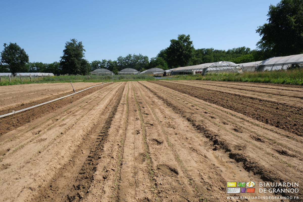 photo d'un carré de carotte à peine levées premier binage de précision en cours 