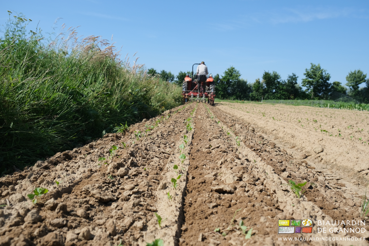 photo des rengs de très jeunes panais en cours de binage avec la Duo