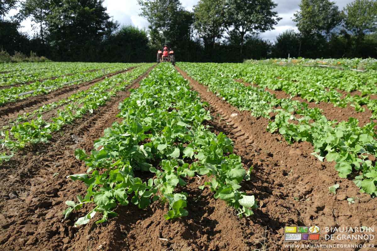 photo de rangs de navet mini buttés en végétation pour éviter les adventices sur le rang