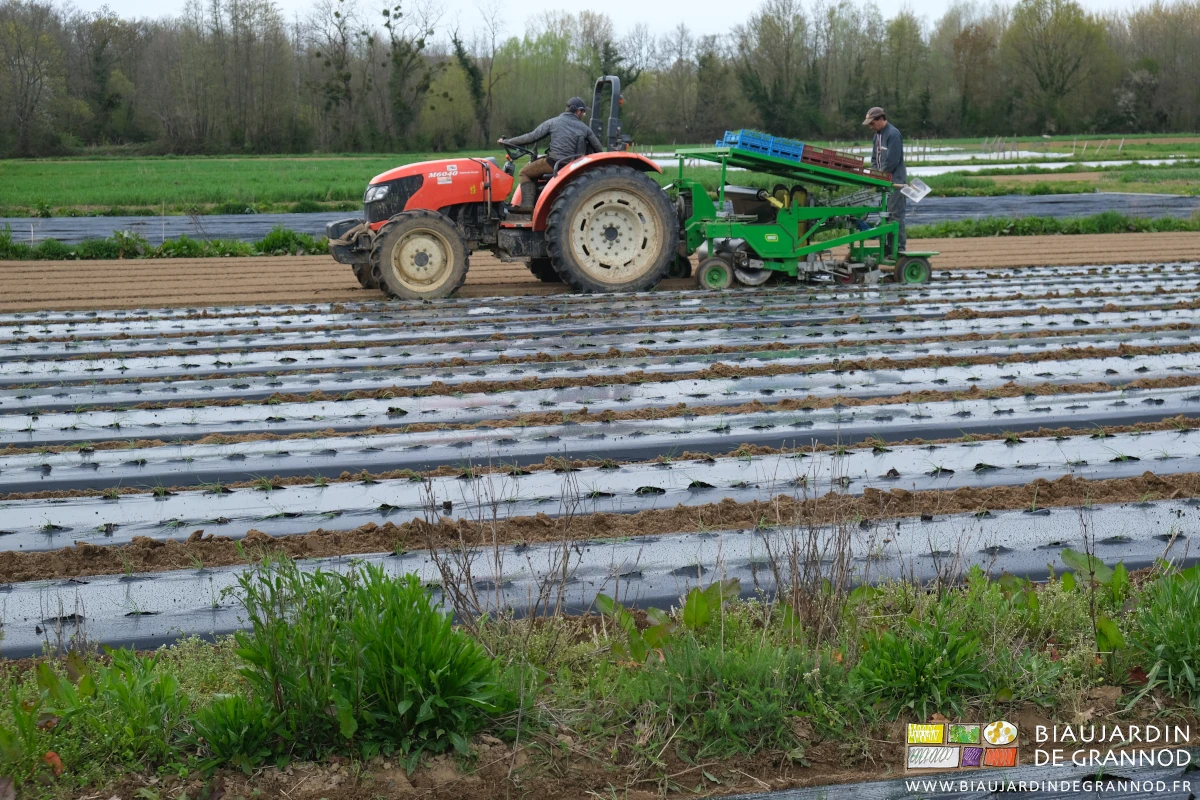 photo de plantation d'oignon motte sur déroulage simultané du film de paillage