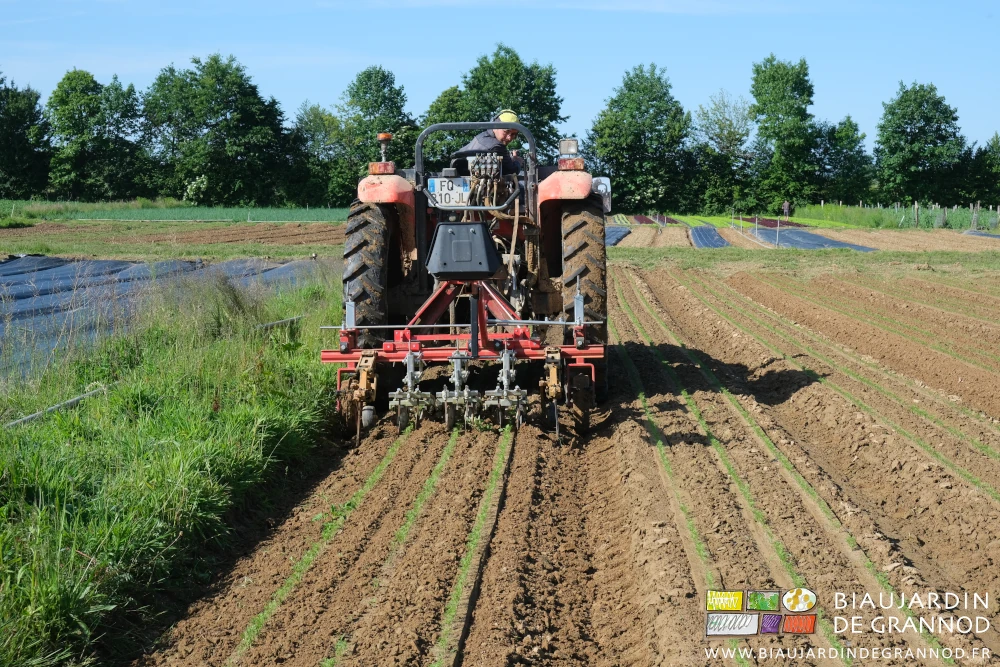 photo de l'auto binage des jeunes carottes