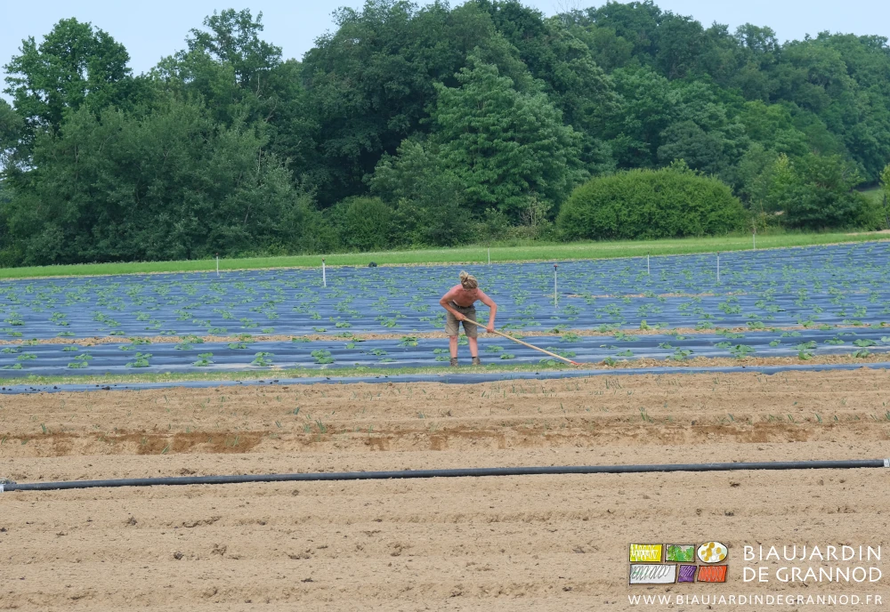 photo de Valentin binant les allées à la rapette dans un carré de courgettes