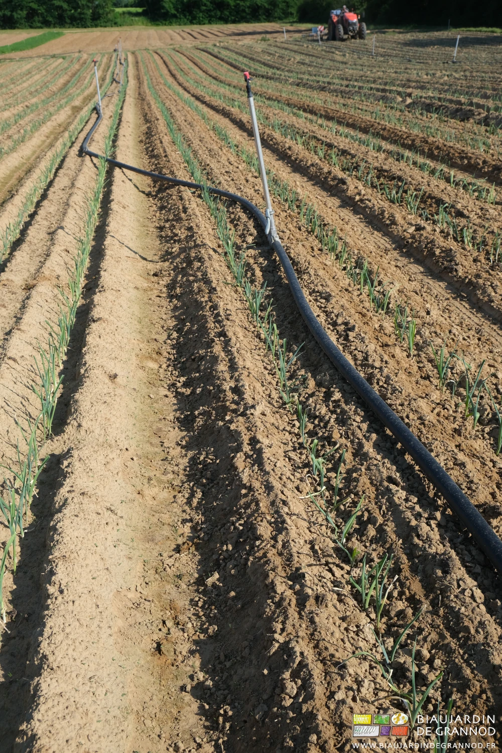 photo de la rampe courbée en cours de déplacement sur le partie déjà binée de façon à continuer le binage au tracteur