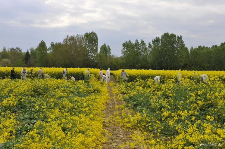 photo de colza jaune en cours de neutralisation par les faucheurs voilontaires