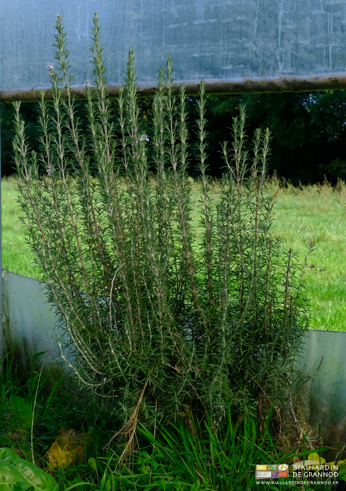 photo de pied de romarin à côté de l'aération latérale du quadri-tunnelin