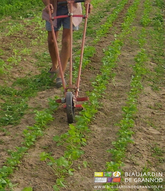 photo du jardinier marchant à côté de la houe, dans l'allée et non sur la planche permanente