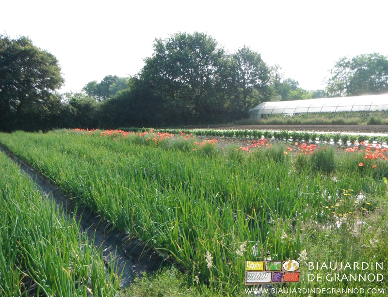 photo de carré d'oignon longé de coquelicot et bleuet