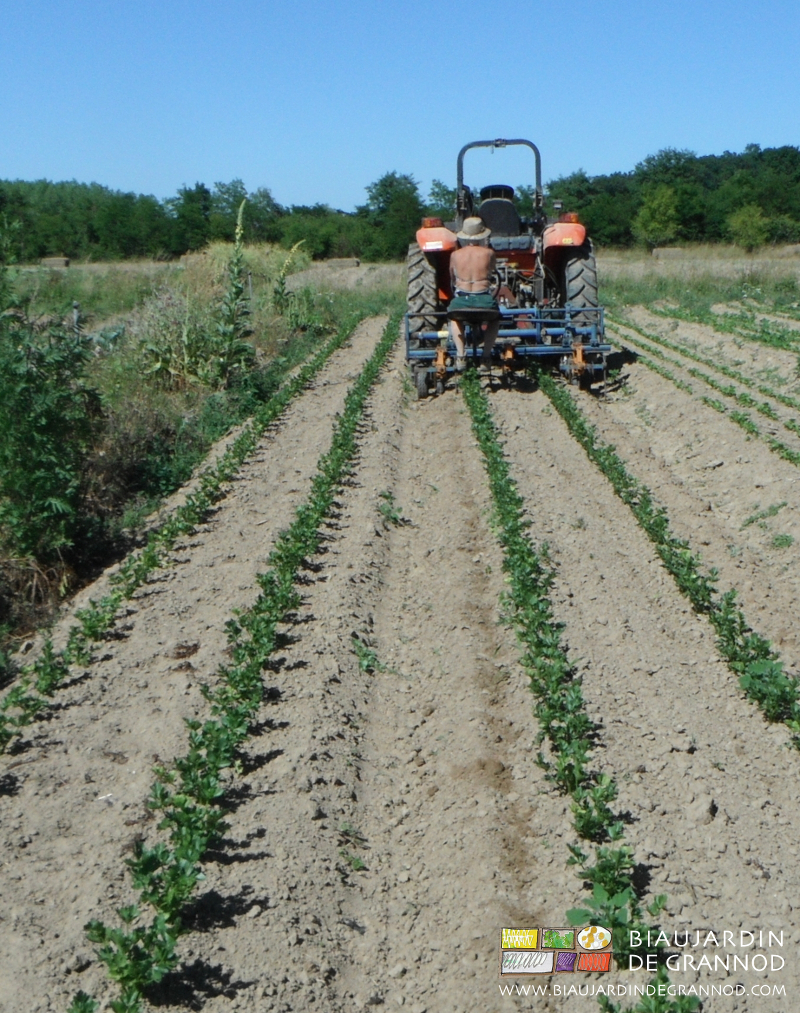 photo de biange de céleri rave, culture à 2 rangs