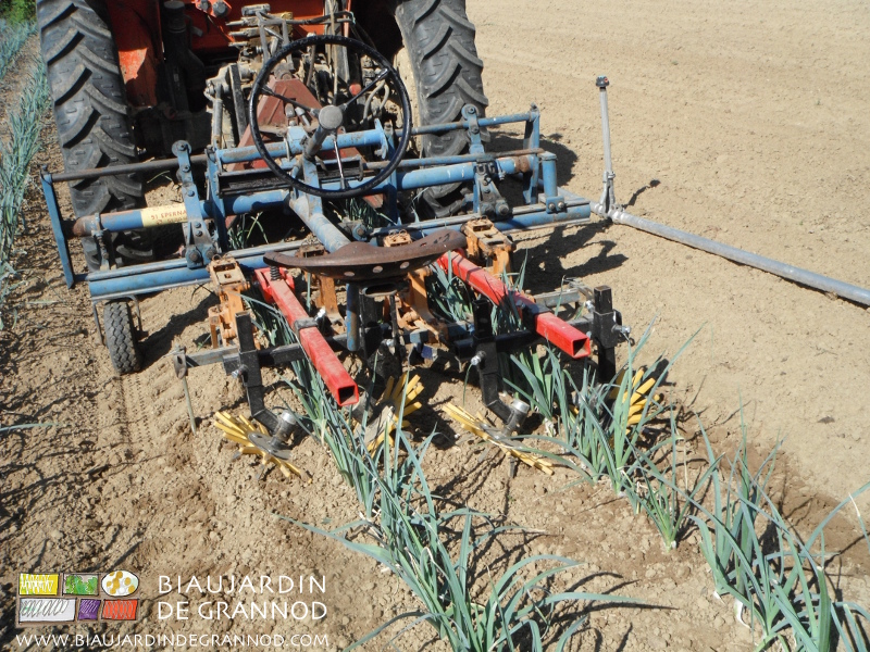 photo de biange de poireau entre rangs et sur le rang par les doigts souples