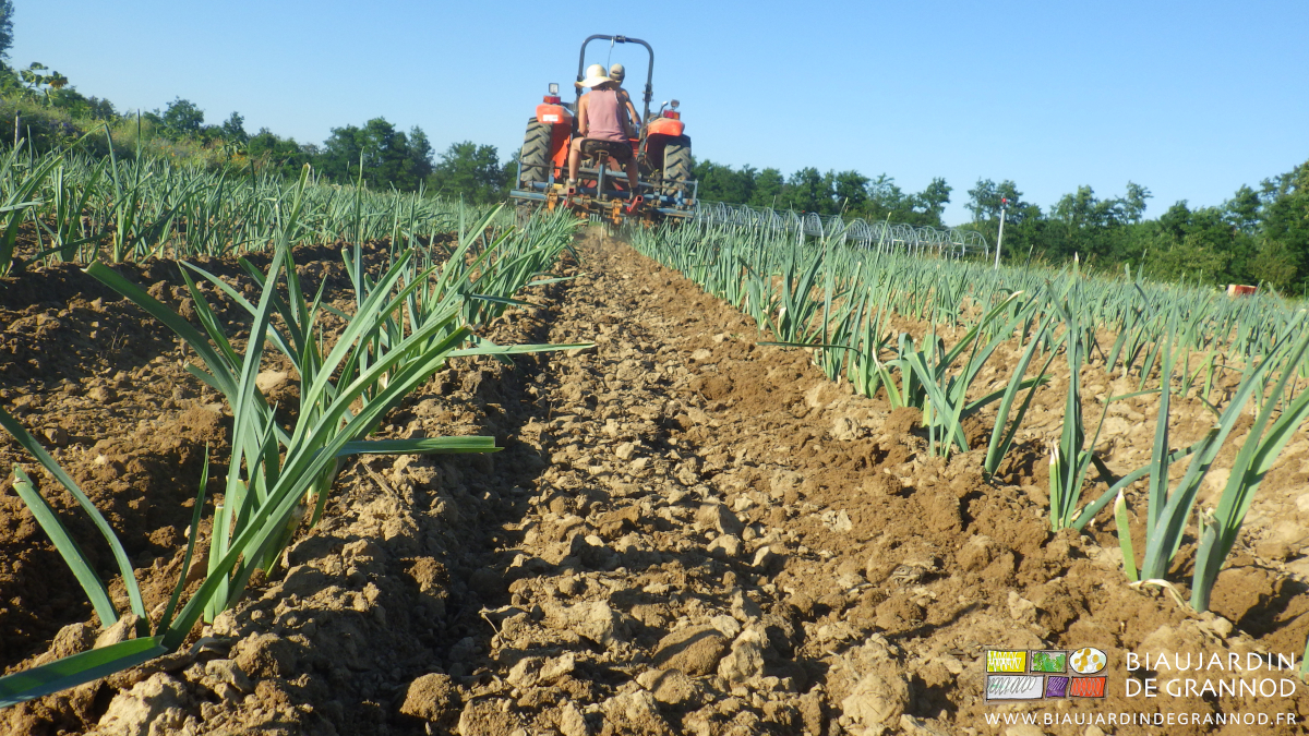 photo de mini buttage de poireau sous ciel bleu avec la bineuse simple