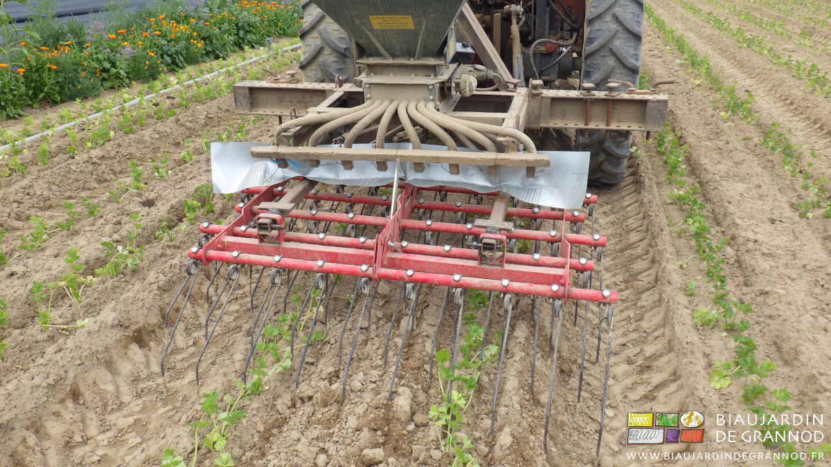 photo de herse étrille plus rustique au travail sur céleri jeune