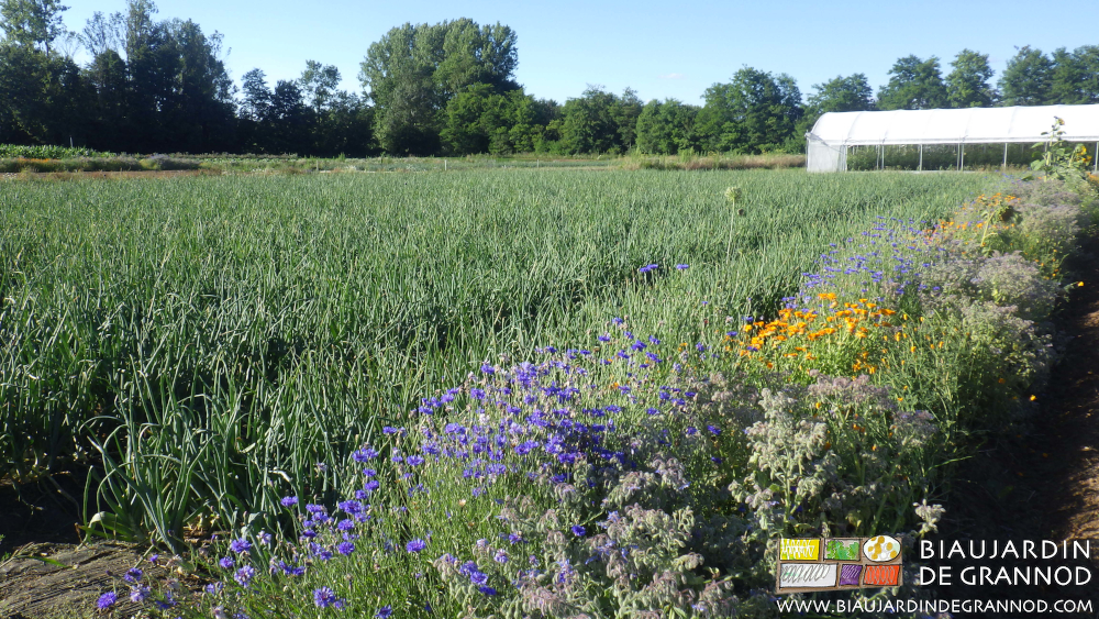photo de bande fleurie bleue et orange de souci, bleuet, bourrache, etc...
