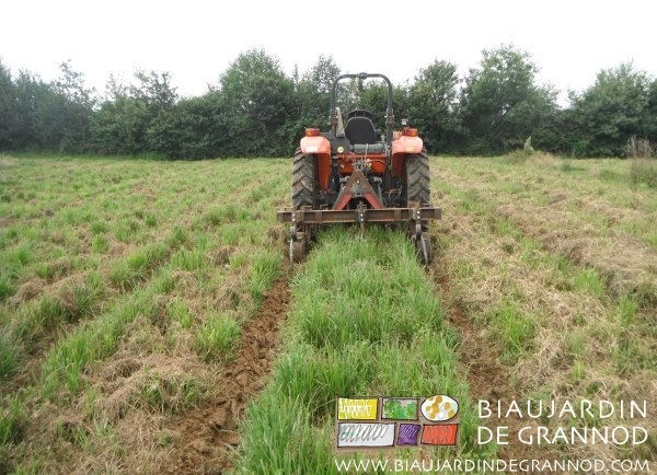 photo du travail de binage d'entretien de l'allée des engrais verts pluriannuels