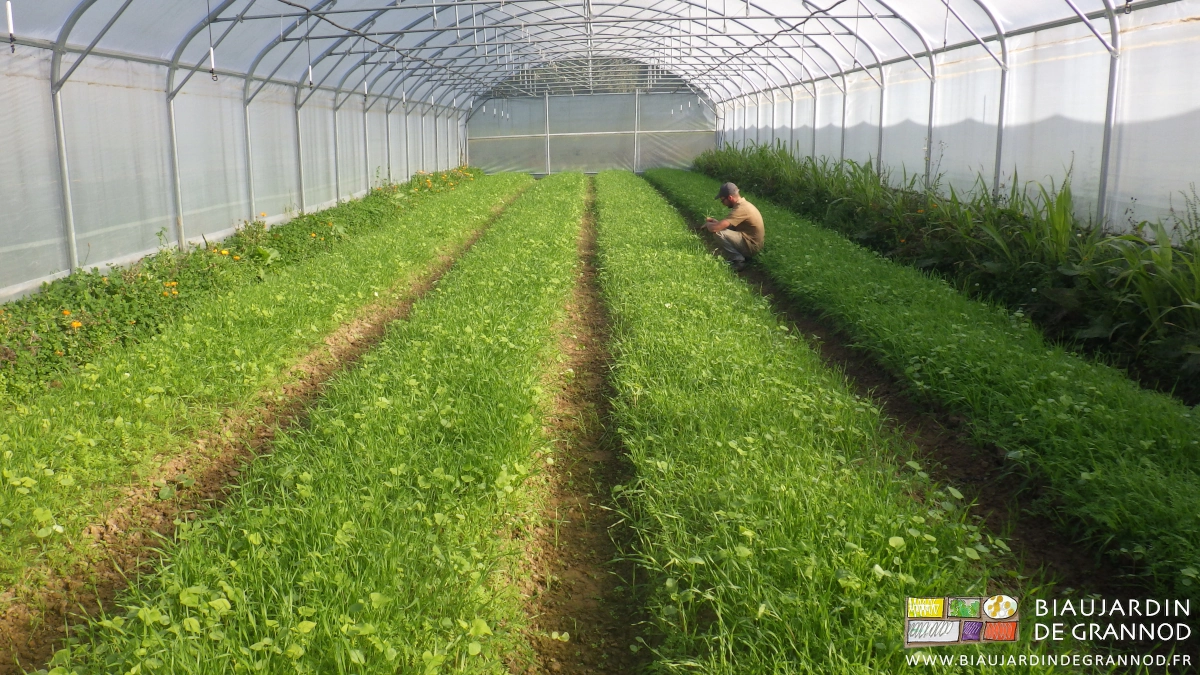 photo de Matthieu observant un engrais vert dérobé sous tunnel aux allées binées à la BPO
