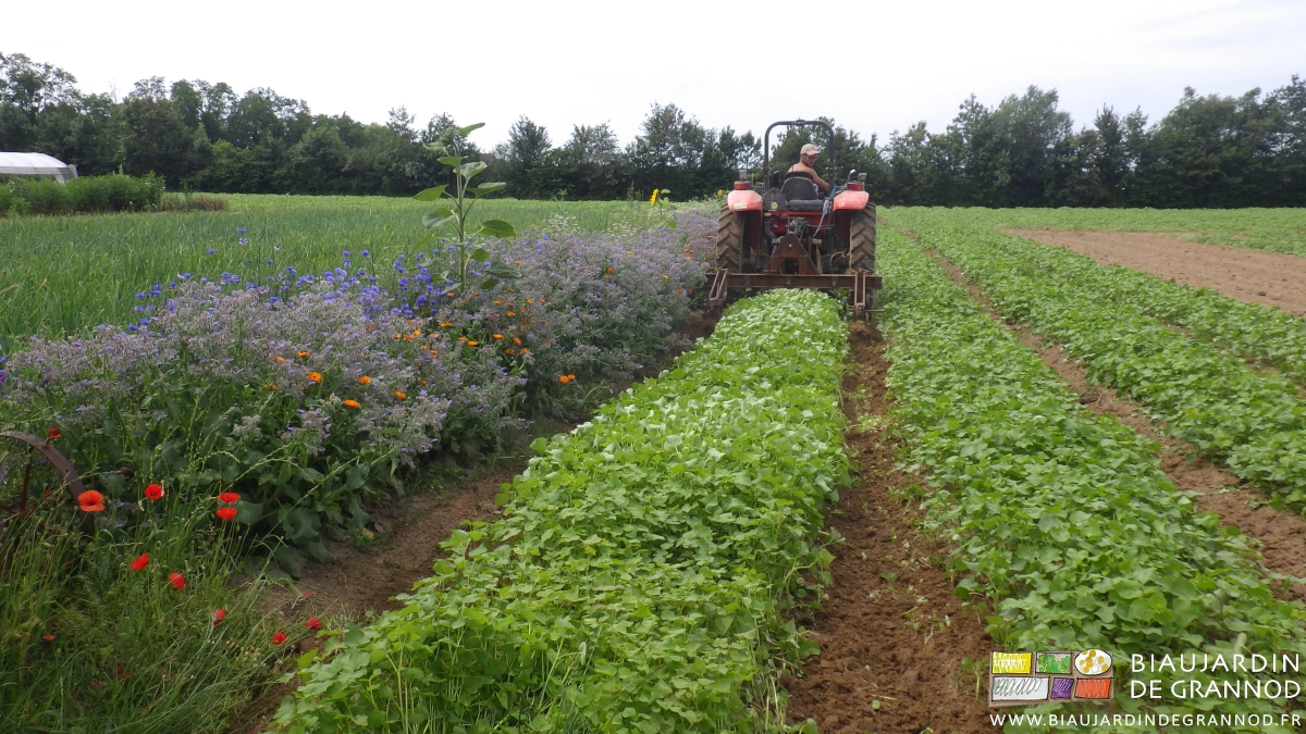 photo de binage à la BPO d'un engrais vert de sarrasin à coté d'une bande fleurie pour auxiliaires