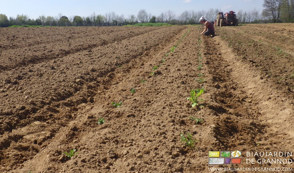 photo de plantation manuelle de bande fleurie en culture binée