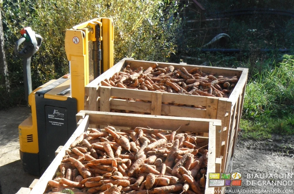 photo du gerbeur manipulant des palox de carotte