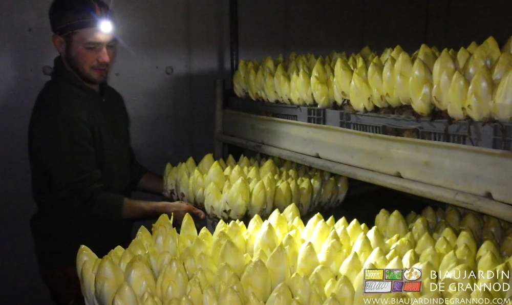 photo de Matthieu éclairant de sa frontale les cagettes d'endive avant cassage pour la vente