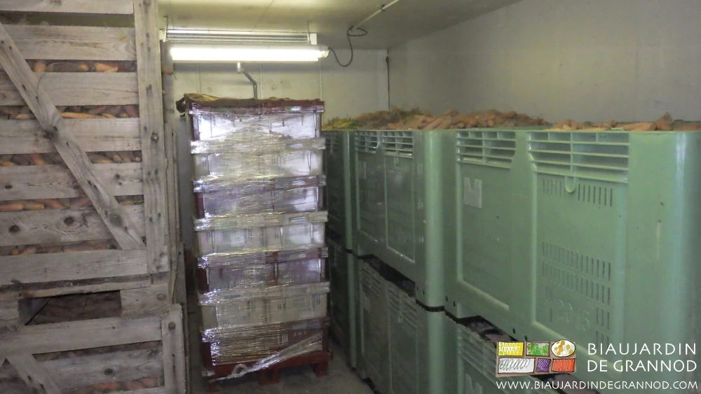 vue intérieure d'une chambre froide garnie de carottes en palox