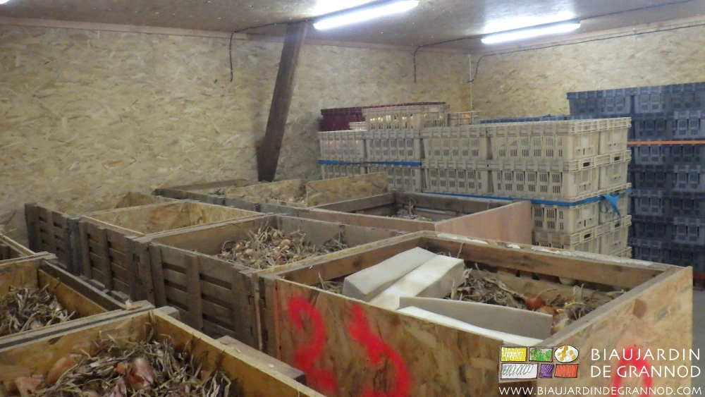 photo de palox d'oignon et échalote dans le local bois de ventilation pour séchage conservation