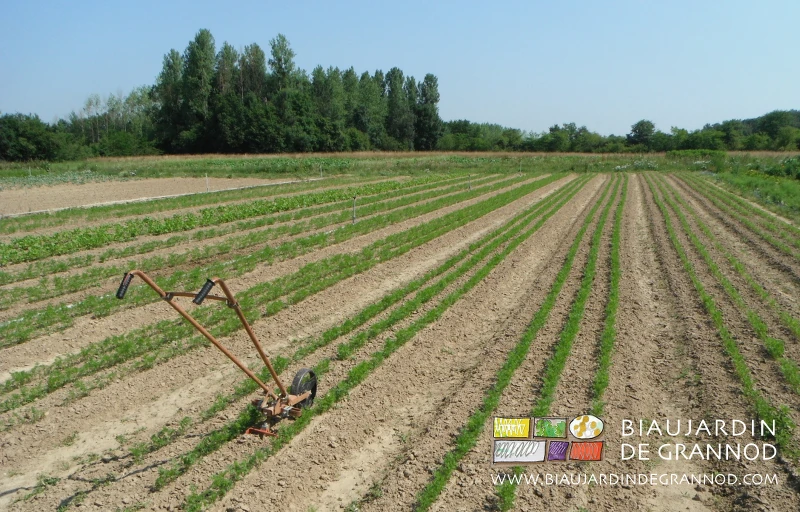 photo du troisième binage d'un carré de carotte d'hiver avec la houe
