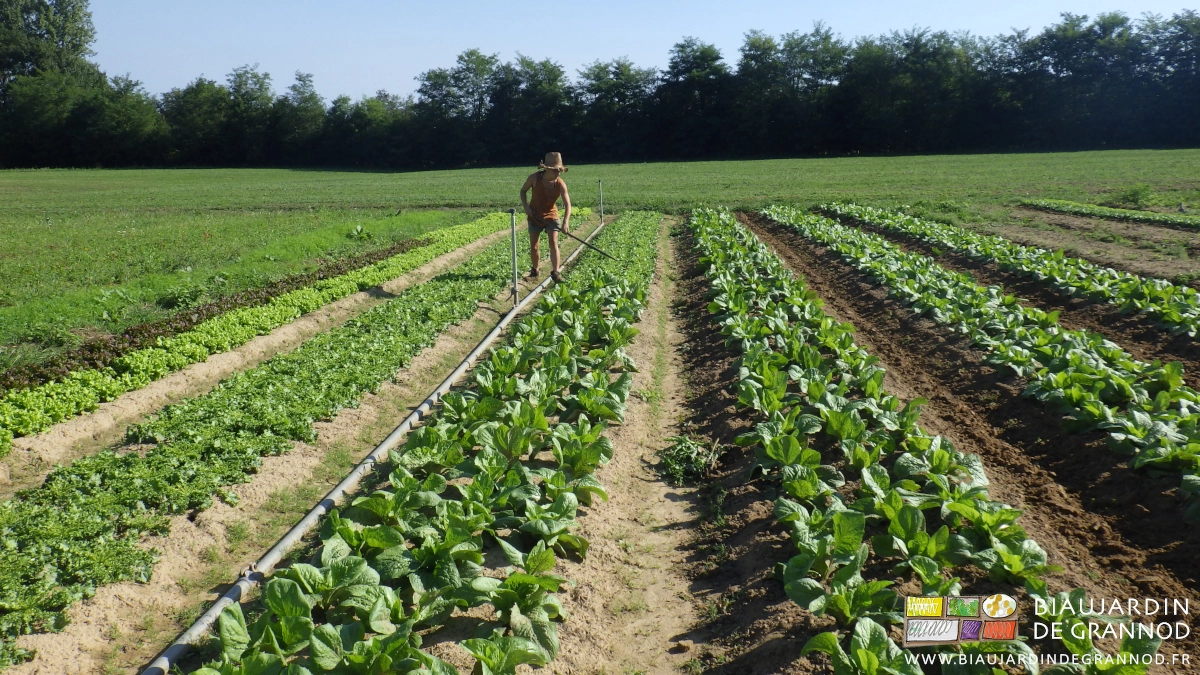 photo de binage manuel d'une planche de salade avec une râpette