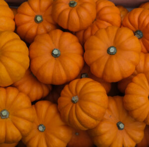 photo du magnifique orange des courges Jack Be little récoltées