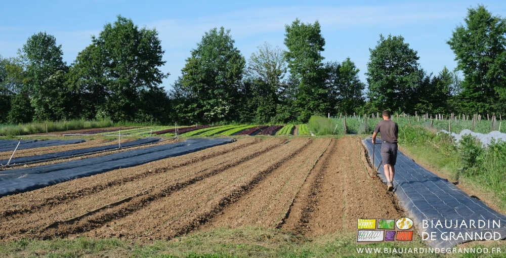 photo du travail à la houe dans le carré de panais récemment levé