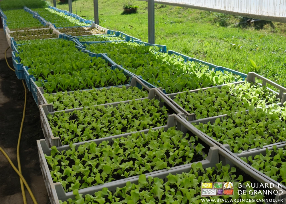 photo des caisses de mottes de salade de plusieurs variétés grandissant dans notre serre bioclimatique