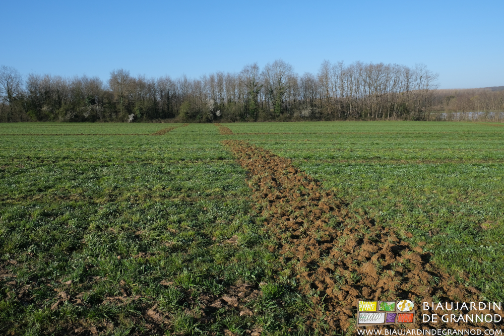 photo sous ciel bleu des passage travaillés pour créer les repères sur la prairie temporaire