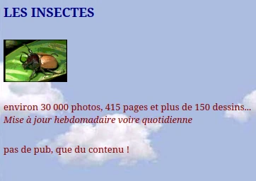 copie d'écran de la page accueil du site Aramel les insectes