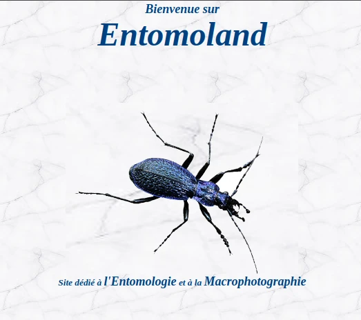 copie d'écran de la page accueil du site Entomoland : photo d'un carabe