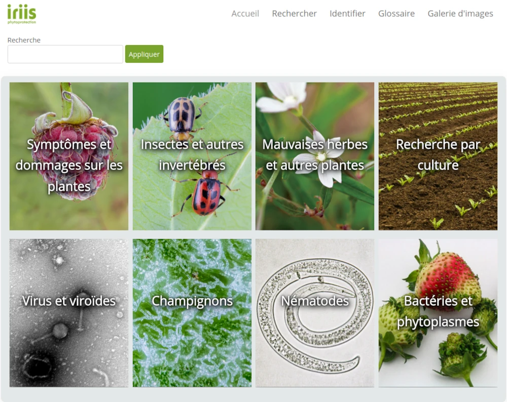 page d'accueil pour les recherches sur le site IRIIS du ministère de l'agriculture du Québec