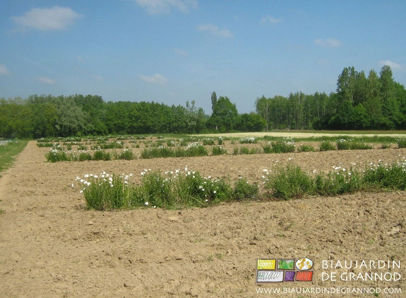 photo d’une grande parcelle divisée en petits carrés de culture par des bandes fleuries permanentes