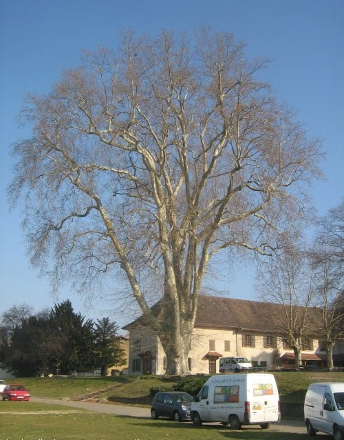 photo du magnifique platane de la cour ensoleillée de la maison familiale et fourgons des paysans en formation