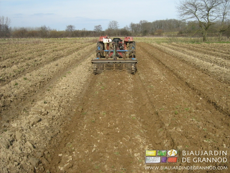 photo d’un de nos essais de fouilleuse en reprise de planche montée à la butteuse à asperge