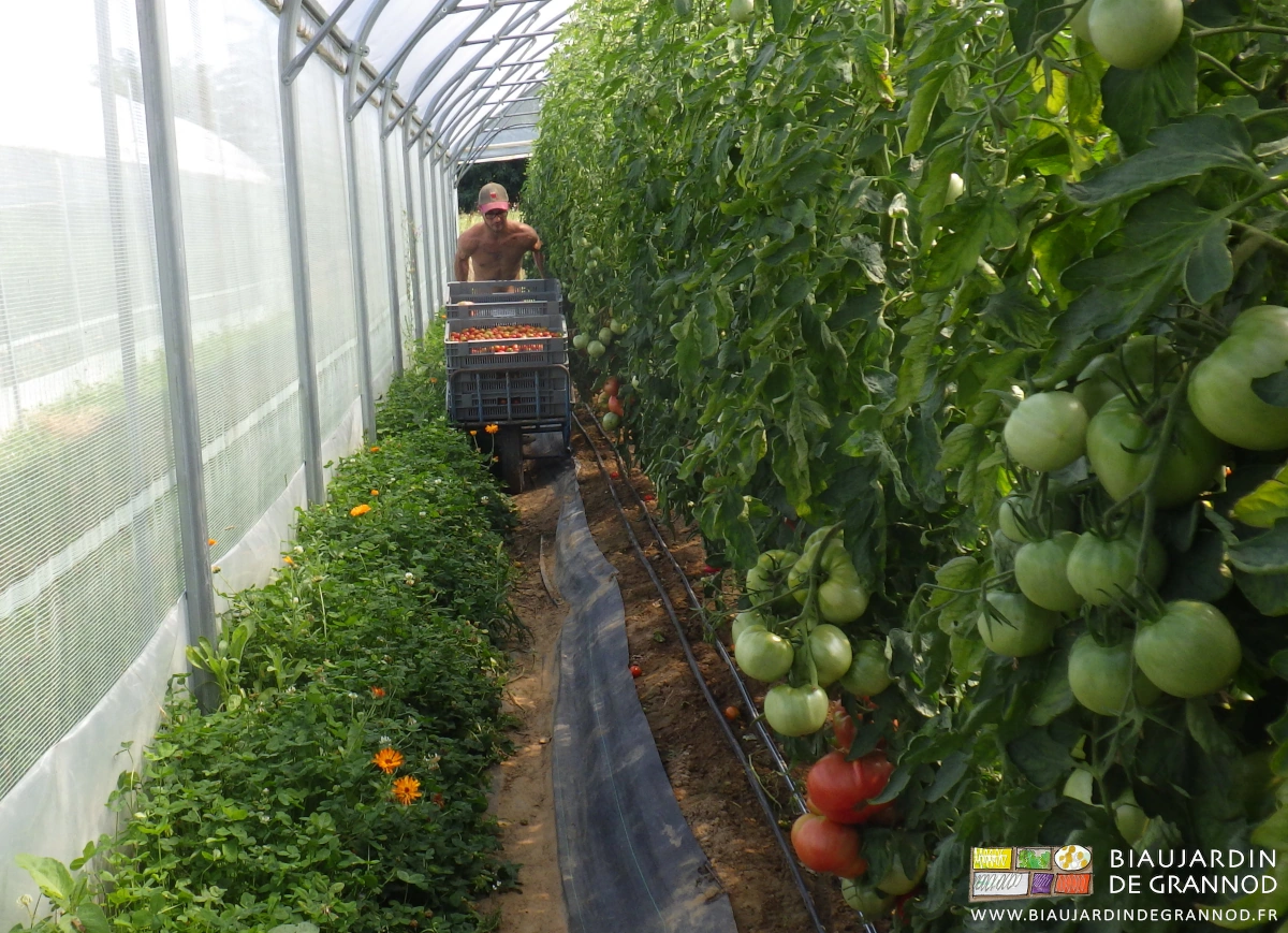 photo de récolte de tomate sous tunnel avec une brouette étroite