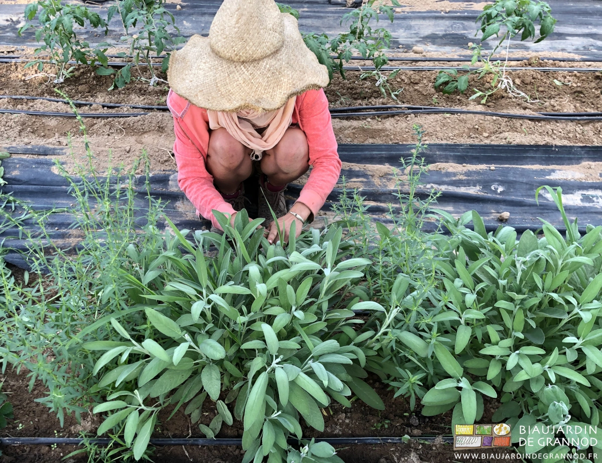 photo d'une Biau Jardinière protégée des insolations par son chapeau à très large bord
