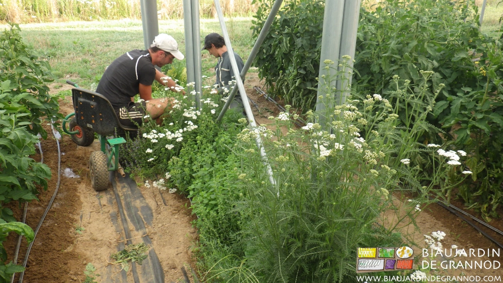 photo d'entretien manuel d'aromates et bandes fleuries assis sur le siège à roulettes