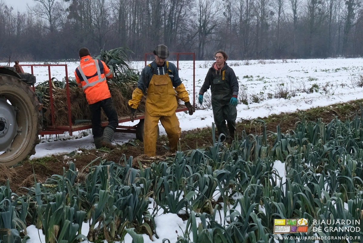 photo des Biaux Jardiniers équipés pour récolte de poireau sous la neige