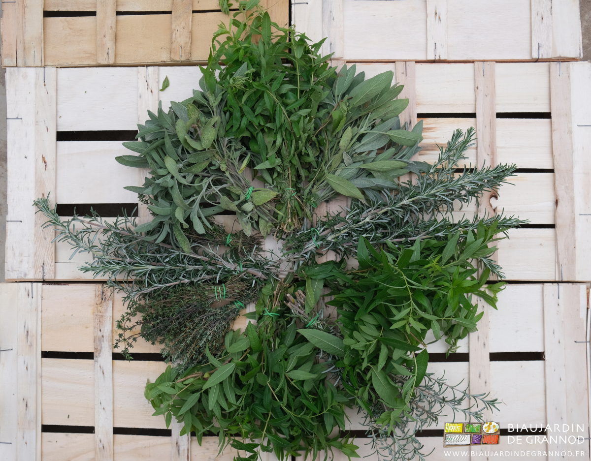 bouquets de sauge, thym, romarin, verveine rangés en rond sur une cagette bois