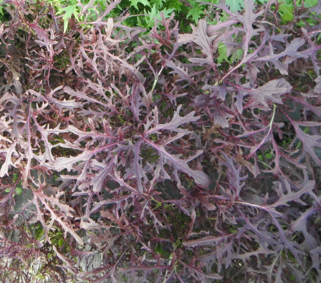 photo des feuilles très profondément dentelées du mizuna rouge au champ
