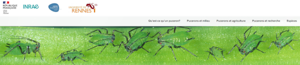 bandeau d'accueil d'encyclop'Aphid le site dédié aux pucerons