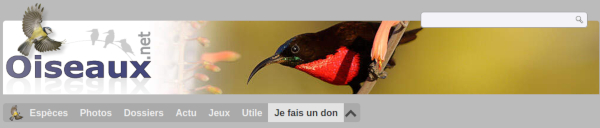 page accueil du site oiseaux