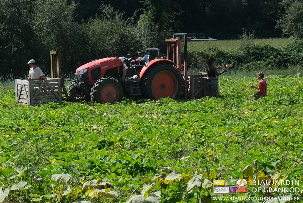 photo du tracteur avec les deux mâts et 3 personnes chargeant des courges