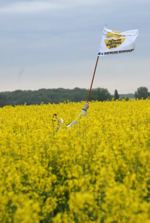 photo d'une parcelle de colza dont dépasse le fanion des Faucheur-e-s Volontaires d'OGM