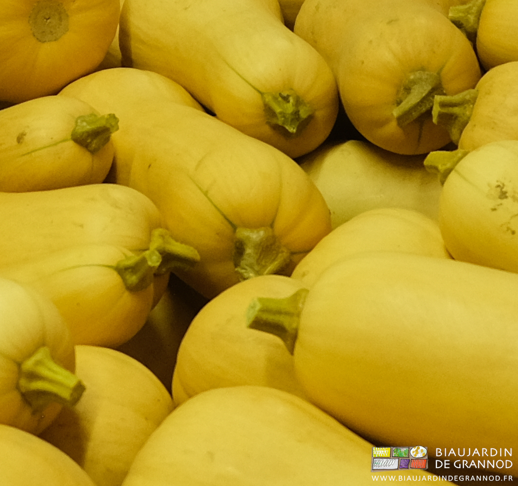 photo des pédoncules "posés écrasés" d'un groupe de butternut