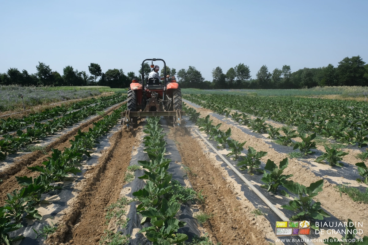 photo d'un passage de BPO dans les allées d'aubergine déjà bien développées